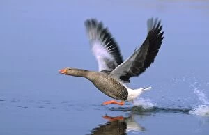 Images Dated 2nd November 2006: Greylag Goose Taking Flight Hickling Broad Norfolk UK