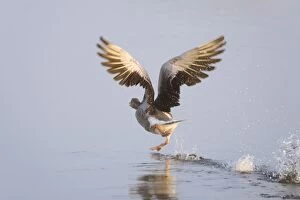 Images Dated 22nd April 2005: Greylag Goose Taking flight Hickling Broad Norfolk UK