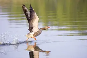 Greylag Goose - taking flight - Hickling Broad Norfolk England