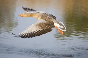 Greylag Goose Taking flight Hickling Broad Norfolk UK