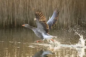 Greylag Goose Taking flight Hickling Broad Norfolk UK