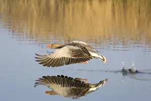 Greylag Goose Taking flight Hickling Broad Norfolk UK