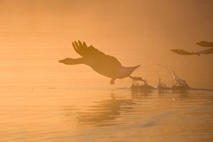 Greylag Geese - at sunrise on misty water