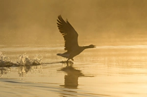 Greylag Geese - at sunrise on misty water