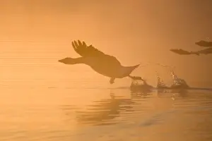 Greylag Goose - Taking Flight in Misty Sunrise - Hickling Broad Norfolk UK