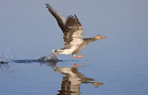 Greylag Goose Taking Flight Norfolk Broads UK