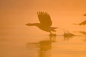 Images Dated 12th May 2006: Greylag Goose Taking flight at sunrise Hickling Broad Norfolk UK