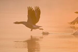 Images Dated 12th May 2006: Greylag Goose Taking flight at sunrise Hickling Broad Norfolk UK
