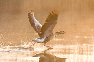 Images Dated 12th May 2006: Greylag Goose Taking flight at sunrise Hickling Broad Norfolk UK