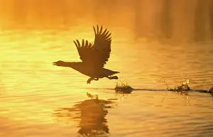 Orange Prints: Greylag Goose Taking Flight at Sunrise Hickling Broad Norfolk UK