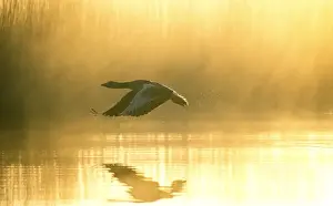 Sun Rays Prints: Greylag Goose Taking Flight at Sunrise Hickling Broad Norfolk UK
