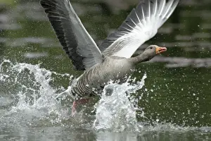 Taking Off Prints: Greylag Goose - taking off from lake - Hessen - Germany