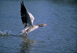 Greylag GOOSE - taking off from water