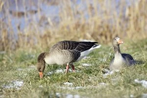Images Dated 31st January 2006: Greylag Goose - two. France