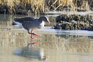 Greylag Goose - walking on frozen pond