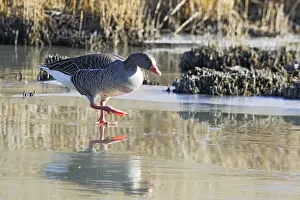 Greylag Goose - walking on frozen pond. Saintes Maries de la Mer - Carmague - France