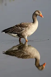 Greylag Goose - in water. Marquentaire - Bay of Somme - France
