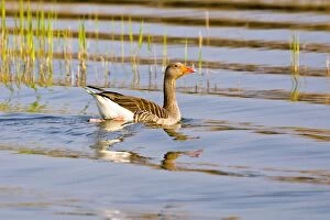 Images Dated 24th April 2011: Greylag Goose - and water ripples
