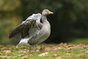 Greylag Goose - Wing Stretch - London - UK