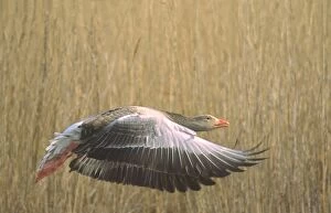 Greylag Goose - with wings outstretched, taking flight from reedbeds