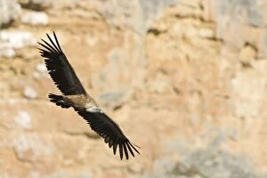 Griffon / European Vulture - In flight in front of rock face