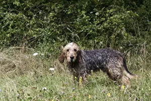 Griffon Nivernais - hunting wildboar. France Alsoknow as Chien de Pays