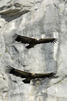 Images Dated 28th December 2007: Griffon Vulture - 2 birds in flight, Grazalema National Park, Andalucia, Spain
