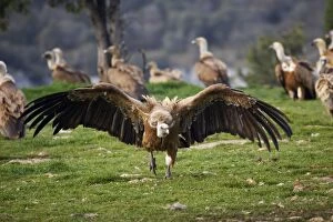 Griffon Vulture - approaching carcass