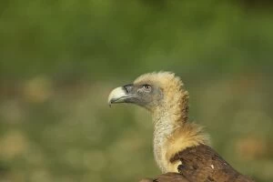Griffon Vulture - close up