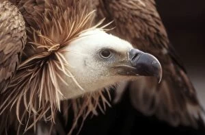 Griffon VULTURE - close-up of head and neck ruff