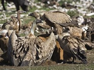 Griffon Vulture feeding on carcass
