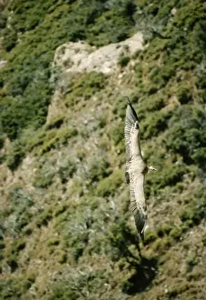 Griffon Vulture FG 1397 In flight, view from above Gyps fulvus © Francois Gohier / ARDEA LONDON