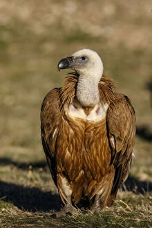 Griffon Vulture - on field - Castilla Leon, Spain