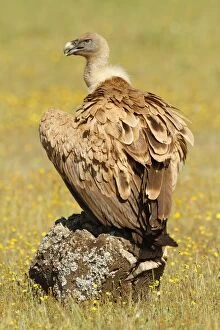 Griffon Vulture - in field with flowers