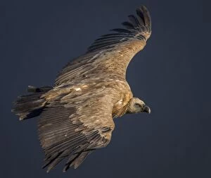 Accipitridae Gallery: Griffon Vulture in flight Extremadura  Spain