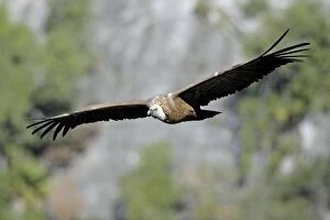 Images Dated 28th December 2007: Griffon Vulture - in flight, Grazalema National Park, Andalucia, Spain