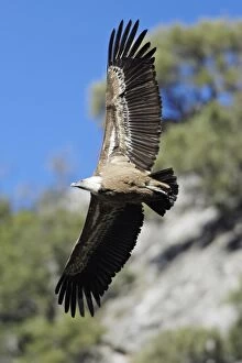Images Dated 28th December 2007: Griffon Vulture - in flight, Grazalema National Park, Andalucia, Spain