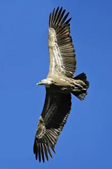Griffon Vulture - in flight, Grazalema National Park, Andalucia, Spain