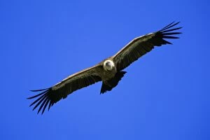 Images Dated 16th March 2007: Griffon Vulture - in flight, soaring Taejo National Park, Portugal