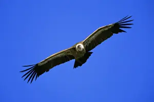 In Flight Prints: Griffon Vulture - in flight, soaring Taejo National Park, Portugal