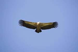 Images Dated 5th February 2008: Griffon Vulture - in flight. Tarifa Spain February