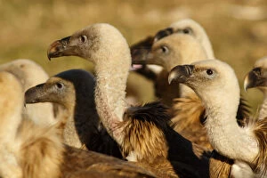 Bird Of Prey Gallery: Griffon Vulture - group on field - Castilla Leon, Spain