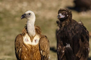 Accipitridae Gallery: Griffon Vulture (Gyps fulvus) on field with Cinereous