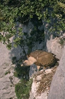 Griffon Vulture - at nest