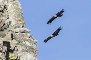 Griffon Vulture pair in flight Extremadura Spain
