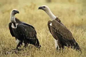 Griffon Vulture - pair on ground scavenging Taejo National Park, Portugal