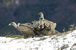Images Dated 16th November 2004: Griffon Vulture - perched on a ledge - November - Pyrenees - Spain