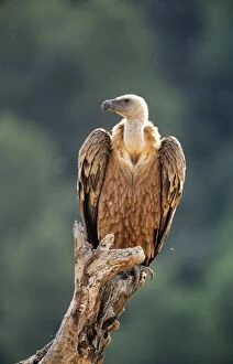 Griffon vulture perched tree stump