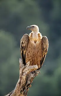 Vultures Prints: Griffon Vulture - perched on tree stump Spain
