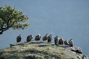Images Dated 1st February 2007: Griffon Vulture - resting place West Pyrenees